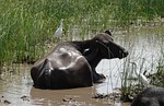 buffalo, bovine, cattle