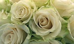 roses, bouquet, flowers