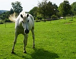 horse, pasture, summer