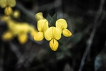 flower, bloom, mountain flower