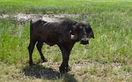 buffalo, bull, stud