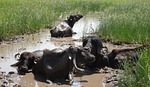 buffalo, bovine, cattle