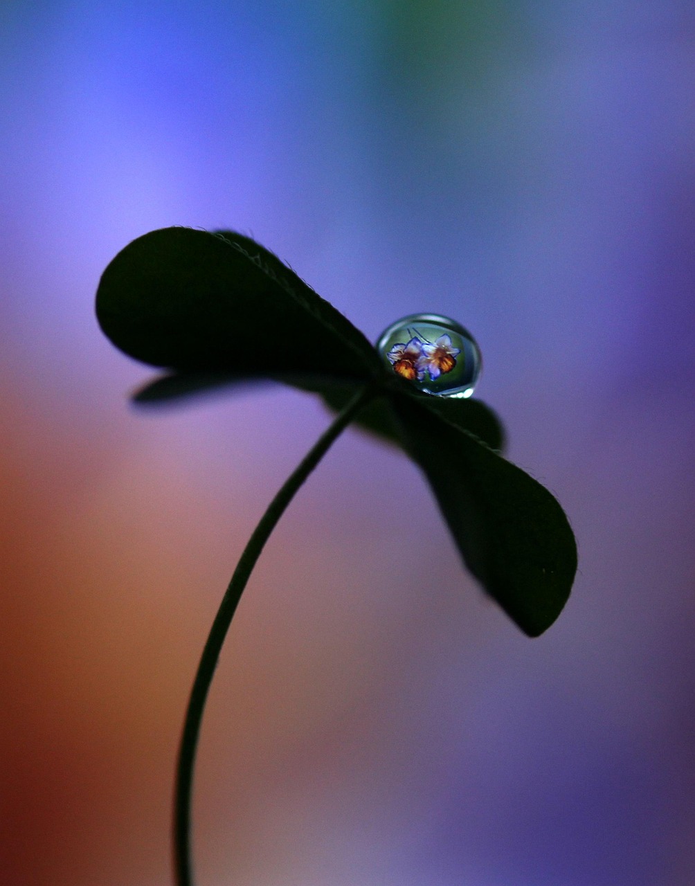 Download free HD stock image of Drop Macro Free Drop Macro photo and picture