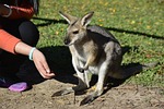 australia, brisbane, animal