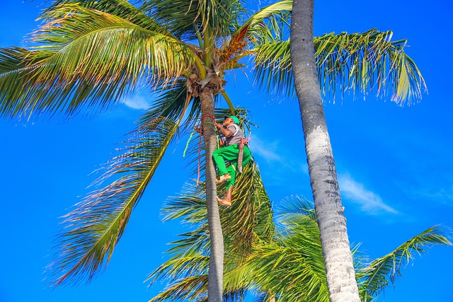 Free Dominicana Palm Trees photo and picture