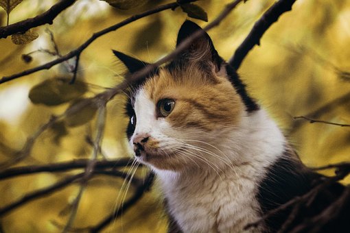Free Cats Animal photo and picture