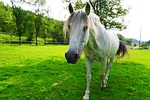 horse, white, mold