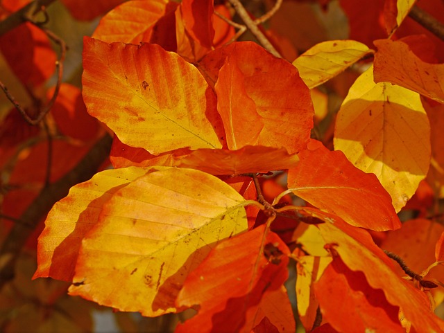 Free Autumn Leaves Beech photo and picture