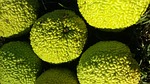 osage orange pomifera, original, america