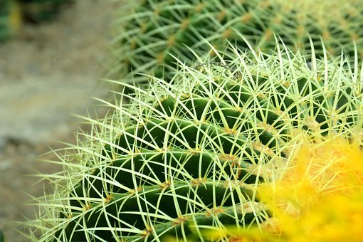 Kaktus, Blume, Wüste, Pflanze, Grün