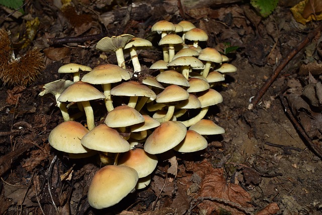 Free Hypholoma Fasciculare False Tack photo and picture