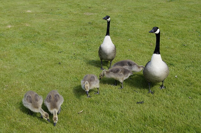 Gans, Wildgänse, Wasservogel, Wiese