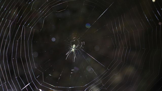 Free Spider Web photo and picture