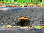 armillaria mellea, mushroom, stair step