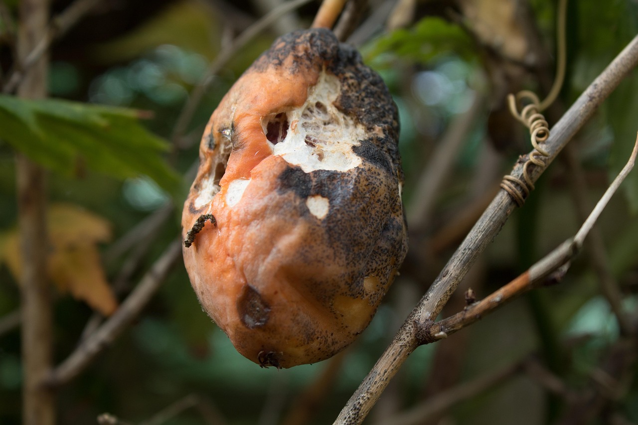 10,000+ Free Organic Matter Decomposition & Brain Images - Pixabay