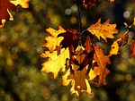 eichblätter, autumn, coloring
