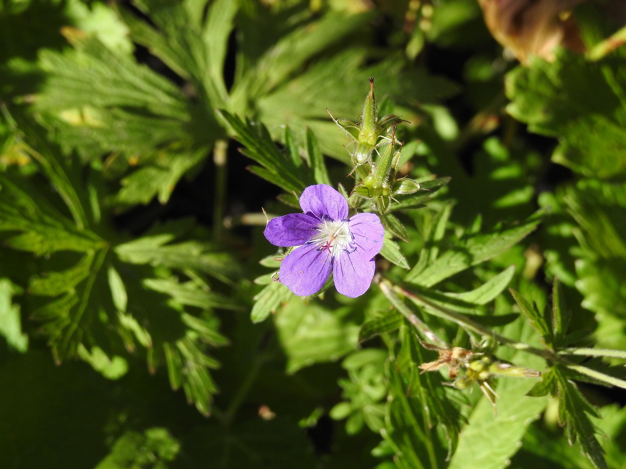 Flower Violet Purple Free photo on Pixabay Pixabay