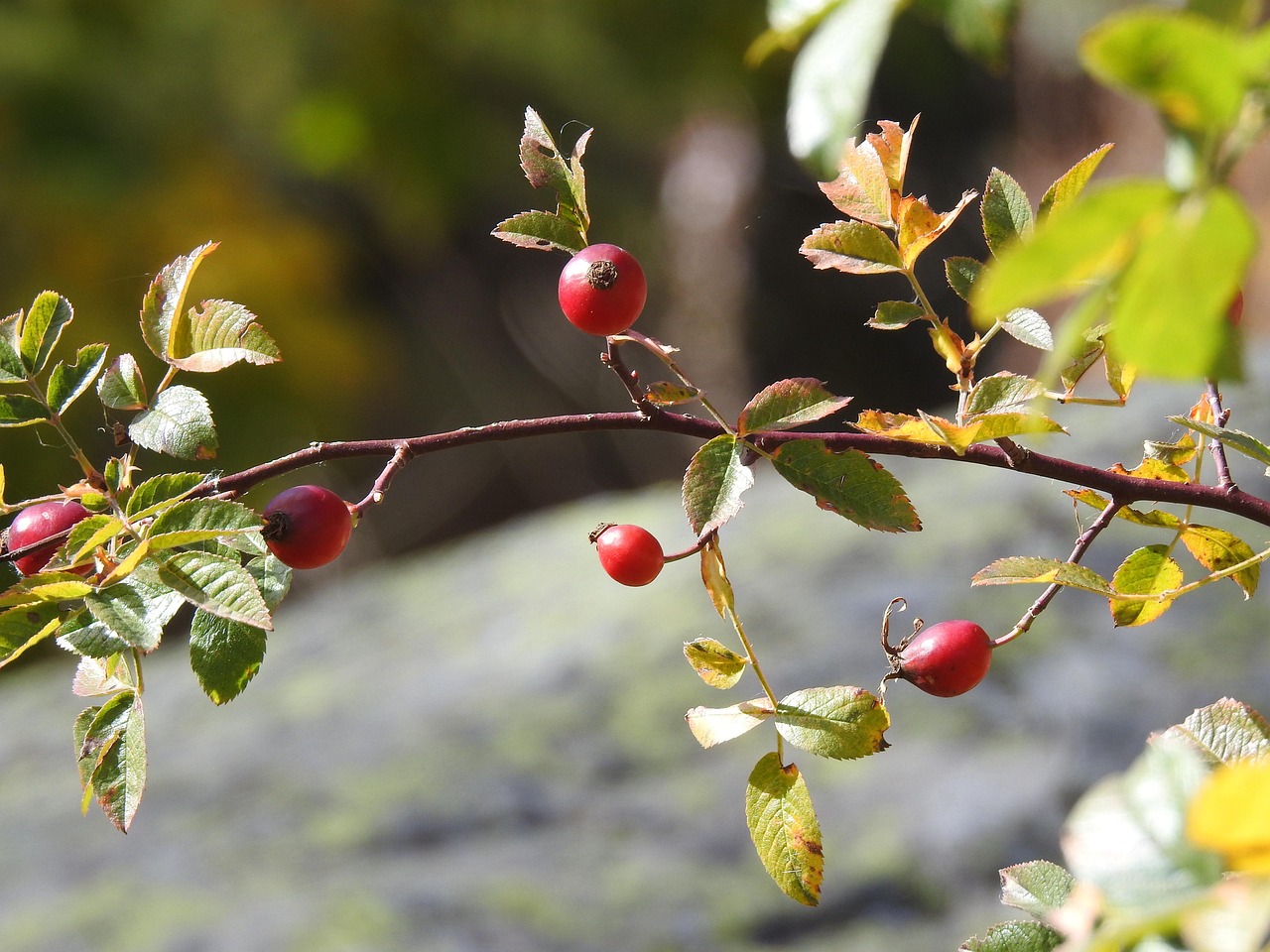 Baies Rouges Autumn Baies Rouge - Photo gratuite sur Pixabay - Pixabay