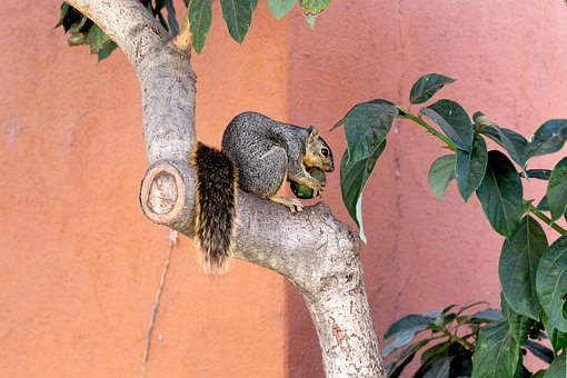Free Squirrel Animal photo and picture