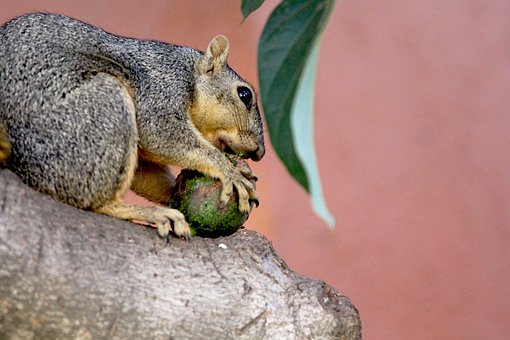 Free Squirrel Squirrel Eating photo and picture
