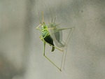 grasshopper, insect, green