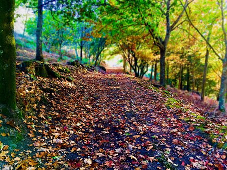 Free Path Sheets photo and picture