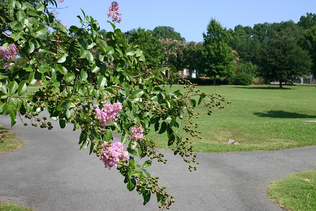 Free Flower Path photo and picture