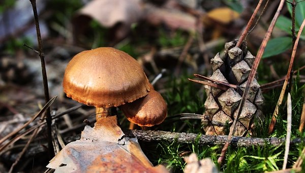 Natureza, Cogumelos, Floresta, Outono