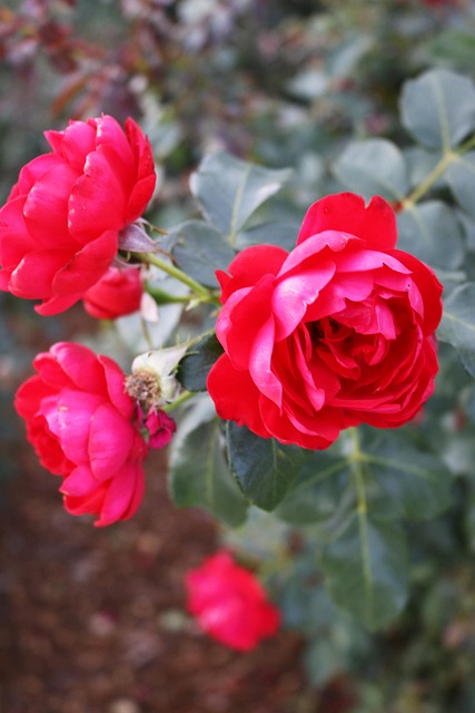 Röd Rosor Blommor Röda - Gratis foto på Pixabay - Pixabay