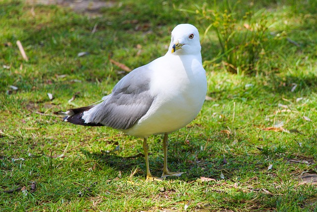 Möwe, Vogel, Schnabel, Natur, Tier
