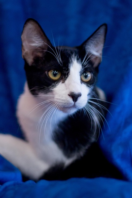 Katze, Neugierig, Haustier, Inländisch