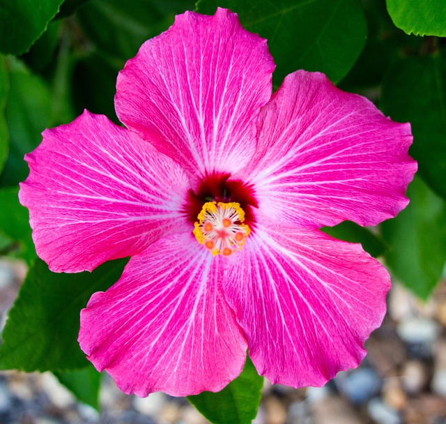 Hibiskus, Blume, Rosa, Tropisch