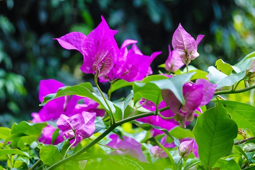 Blume, Rosa, Natur, Bougainvillea, Lila