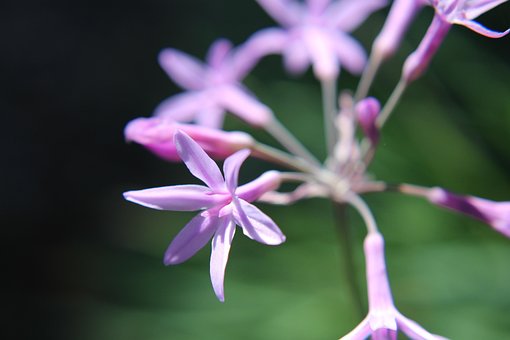 Free Flower Pink Flower photo and picture