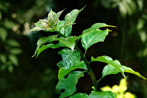 Blatt, Grün, Blumen Hintergrund