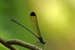 black tipped forest glory, vestalis apicalis, black tipped