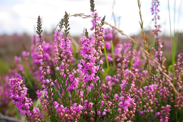 Free Flower Beautiful Flowers photo and picture