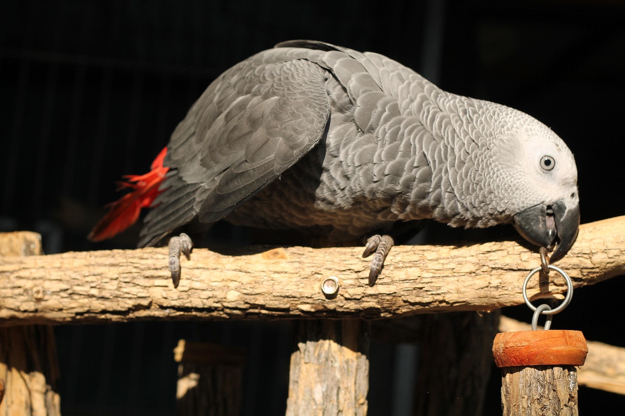 Bird Parrot African Grey - Free photo on Pixabay