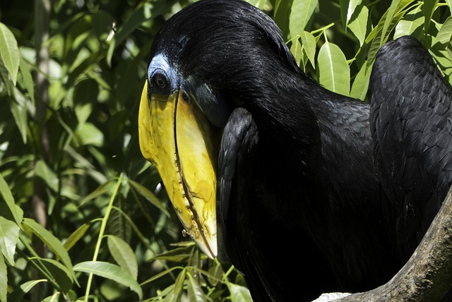 Free Birds Colorful Feathers photo and picture