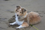 shetland sheepdog, bitch, pup