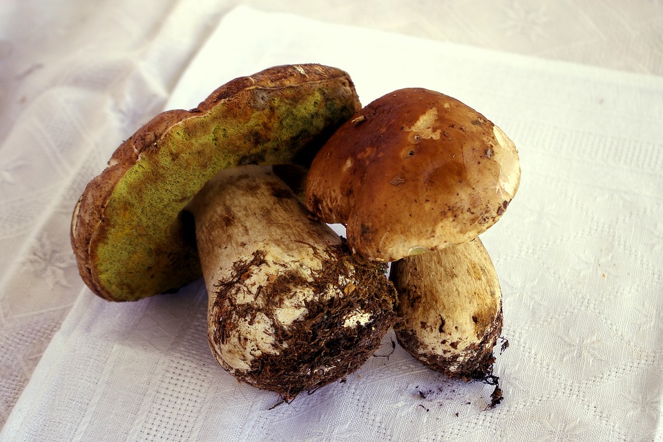 Hongos Porcini Boletus Edulis Foto gratis en Pixabay Pixabay