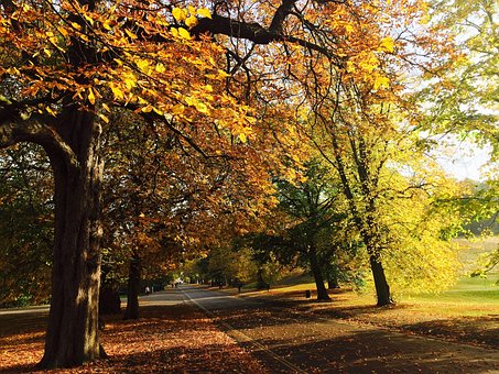Londres, Parc, Automne, Arbres Londres, Parc, Automne, Arbres, Soleil