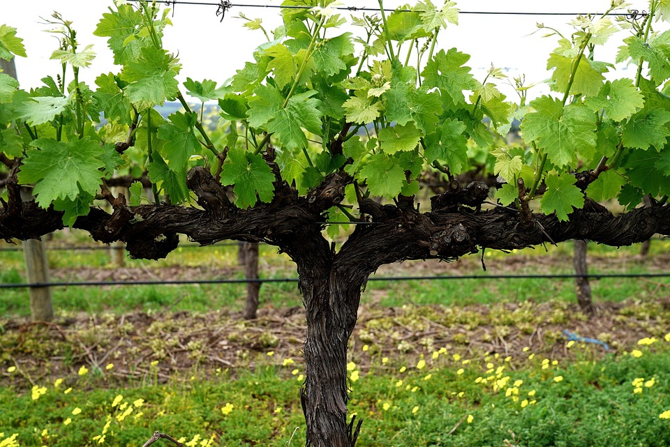 Grapevine Vineyard Blossom Free photo on Pixabay