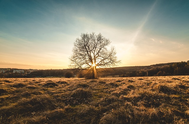 Free Landscape Tree photo and picture