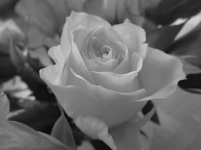 Free Rose Flower Background photo and picture