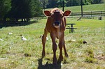 cow, portrait, farm
