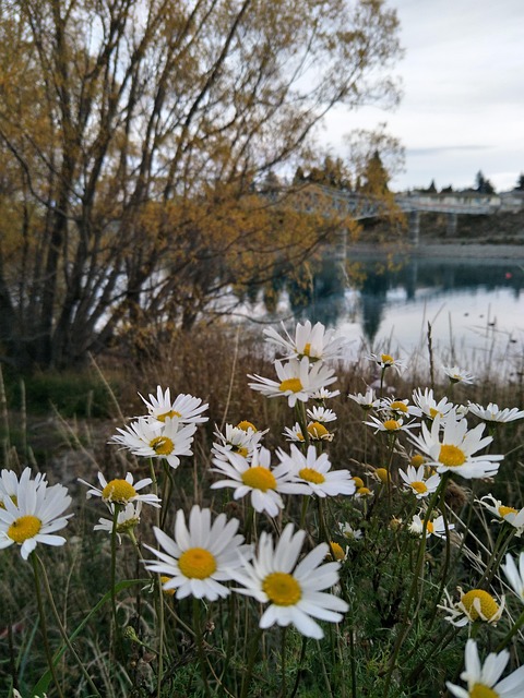 Free Daisies Flower Background photo and picture
