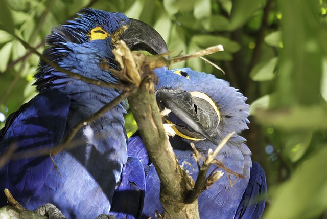 Free Birds Parrot photo and picture