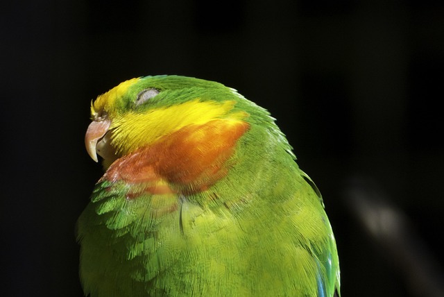 Free Birds Colorful Feathers photo and picture