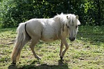 pony, horse, white